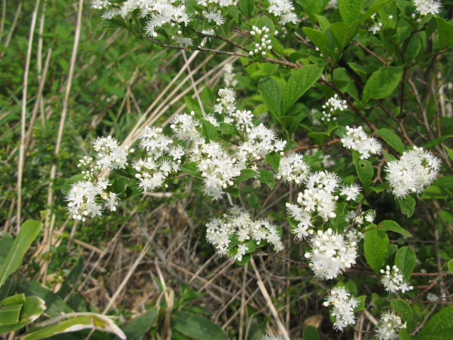 Лодхра (Symplocos racemosa)