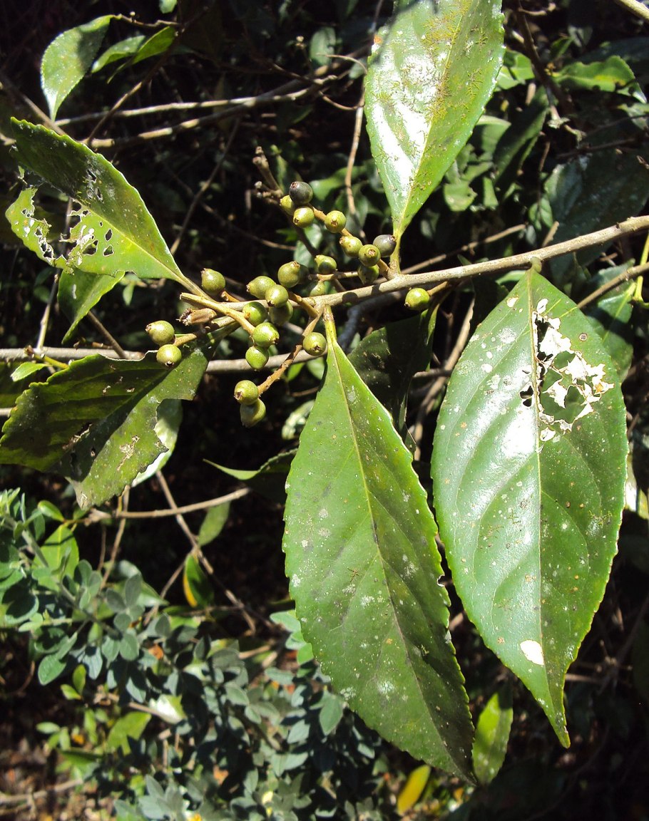 Экстракт Symplocos racemosa)