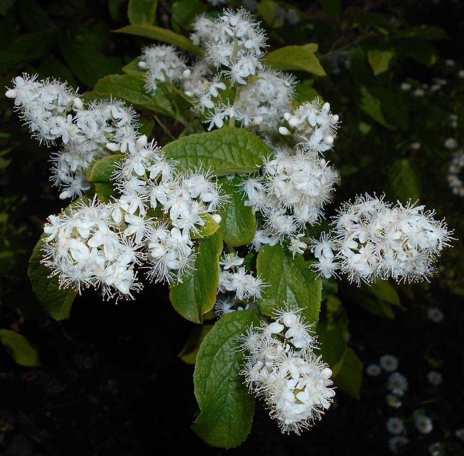 Symplocos paniculata