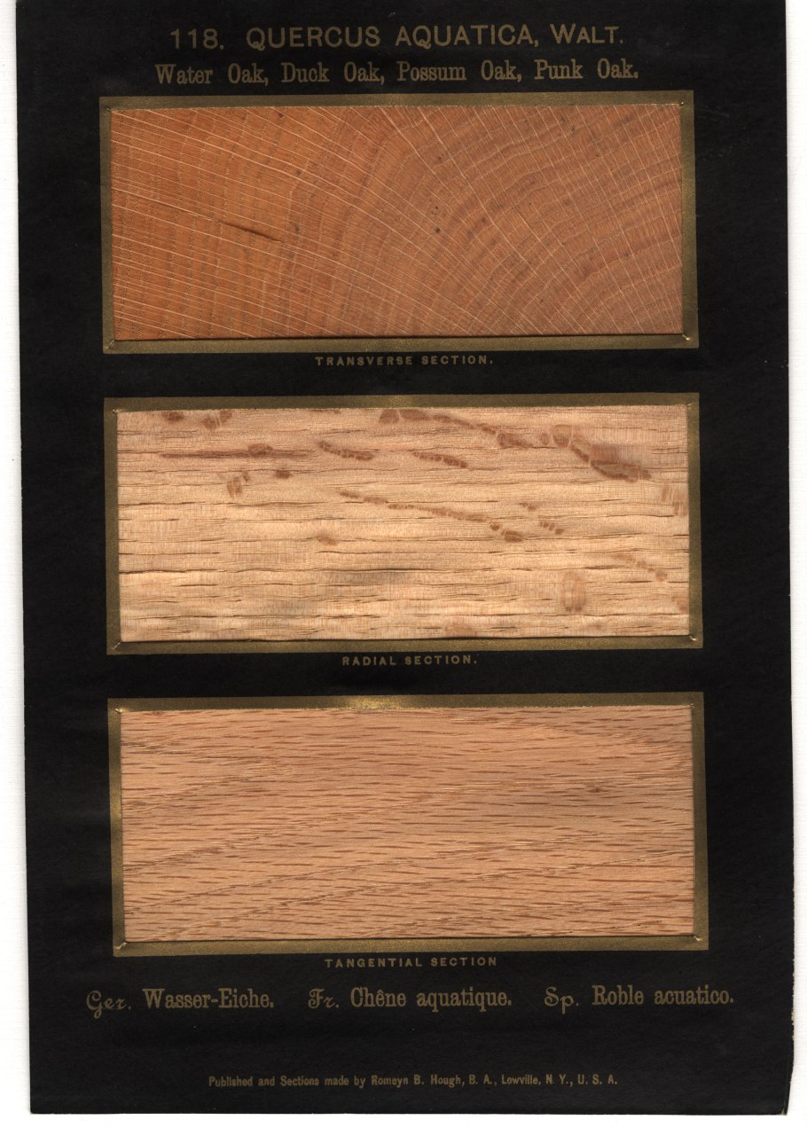 Породы древесины