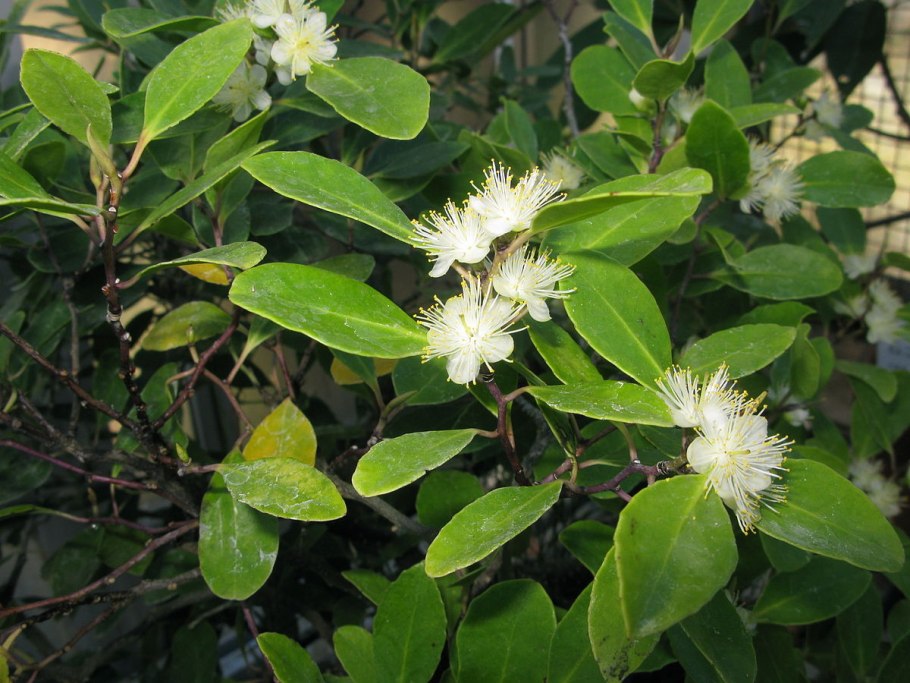 Симплокос метельчатый