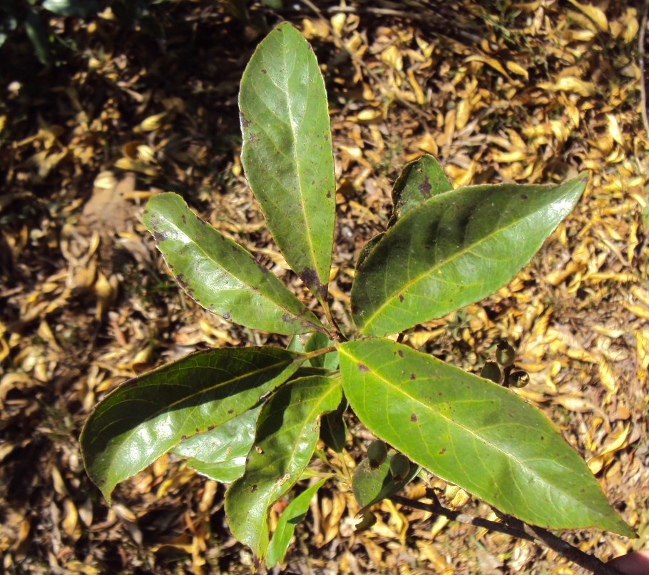 Fichte какой цвет