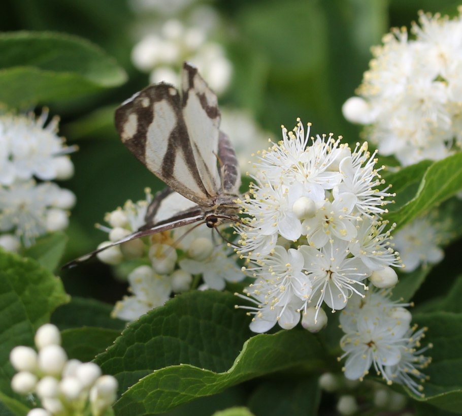 Psychostrophia melanargia