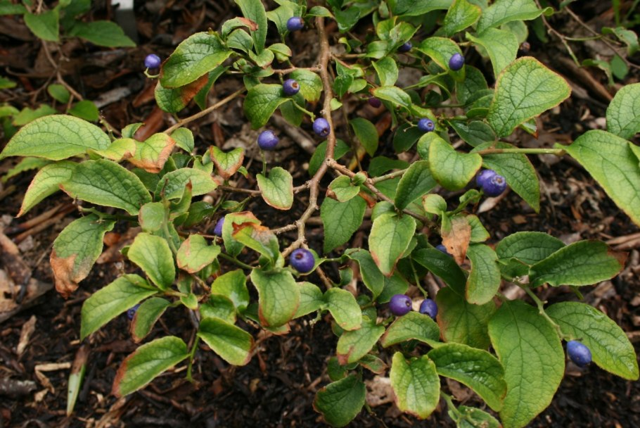 Симплокос метельчатый