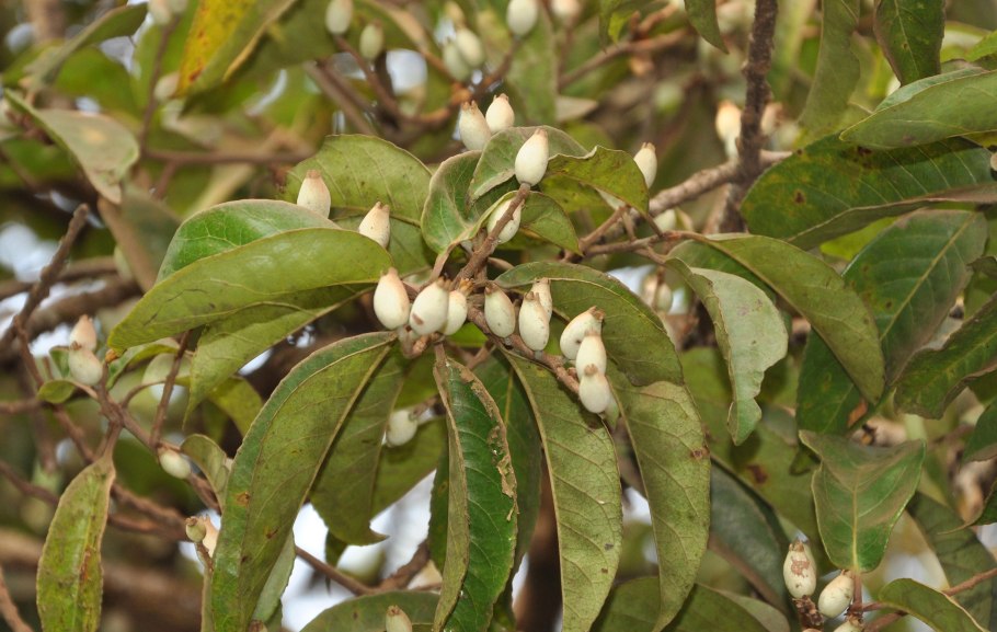 Симплокос из семян