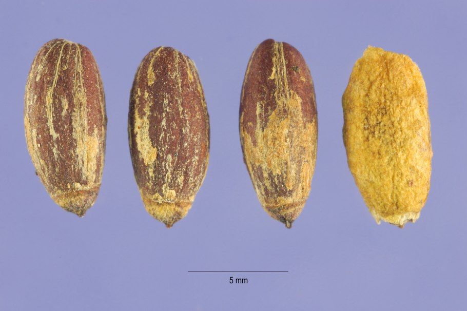 Symplocos растение