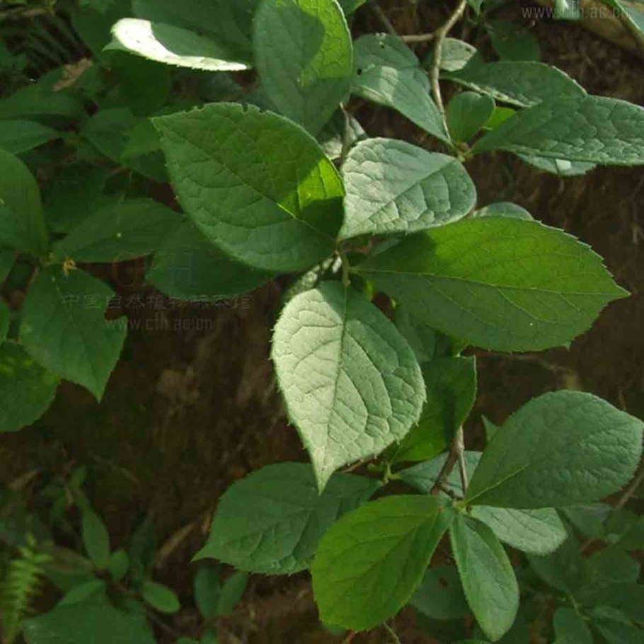 Лодхра (Symplocos racemosa)