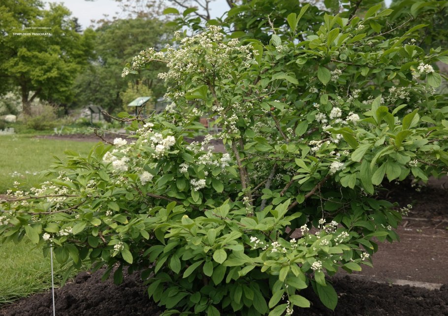 Симплокос метельчатый