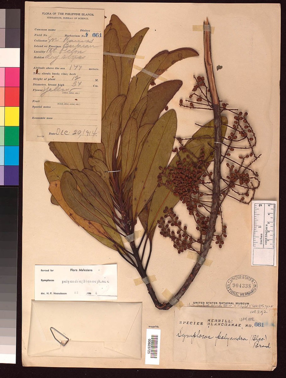 Herbarium specimen