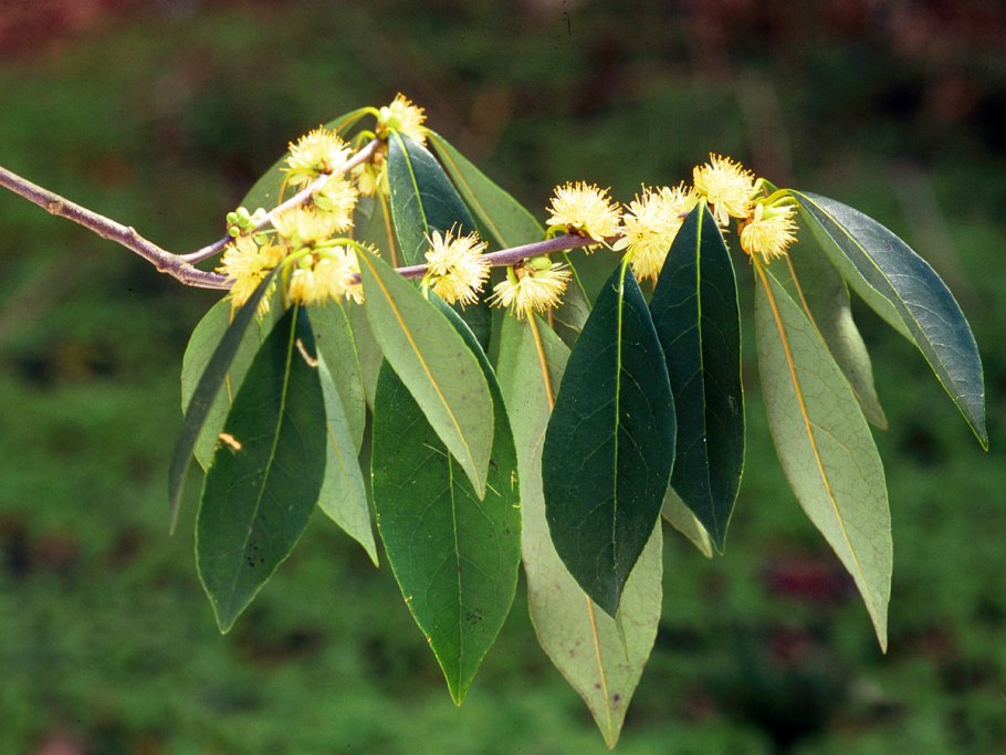 Symplocos sawafutagi