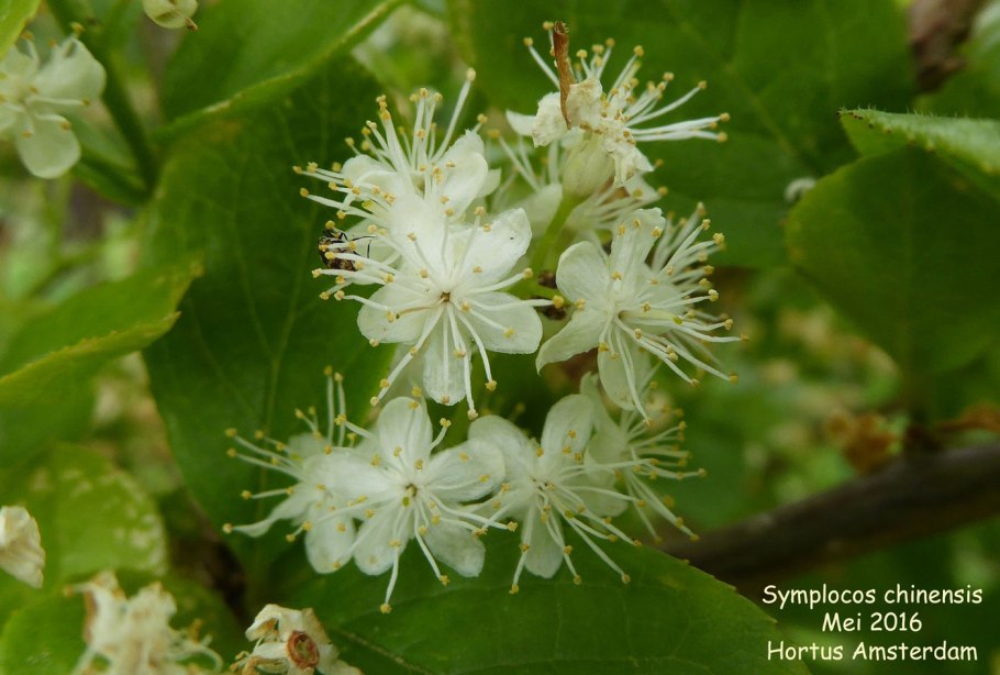 Symplocos paniculata