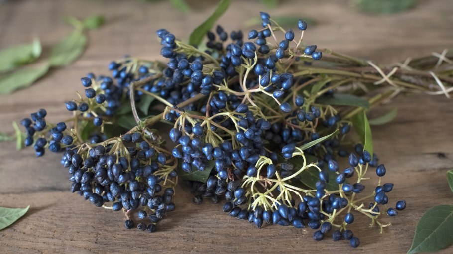 Лодхра трава