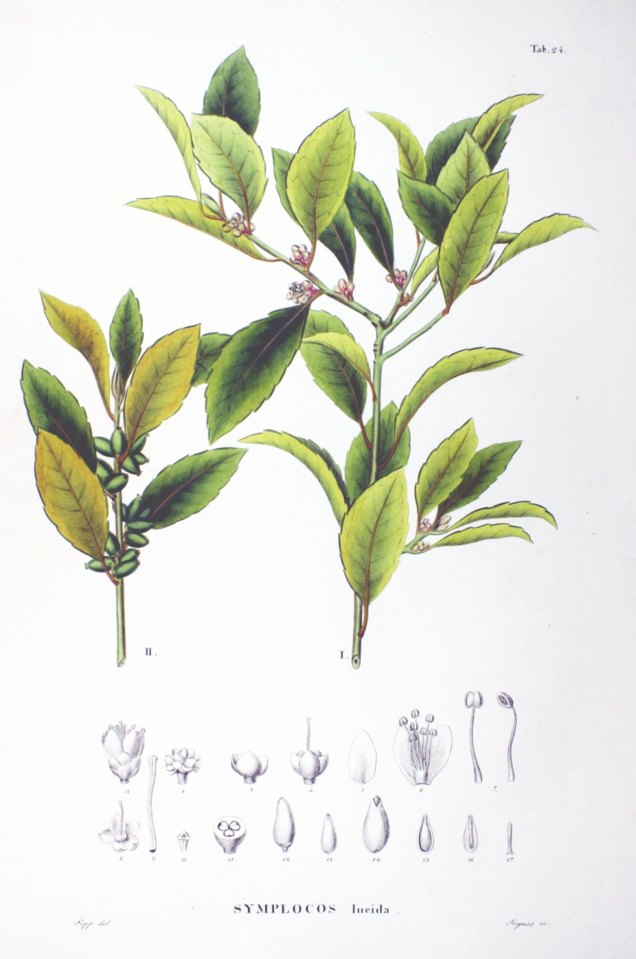 Филика паникулата