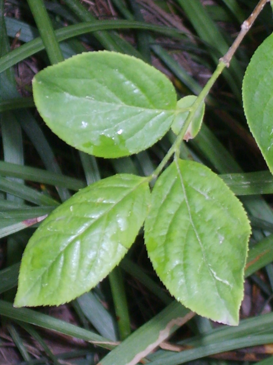 Трава лодхра красоты