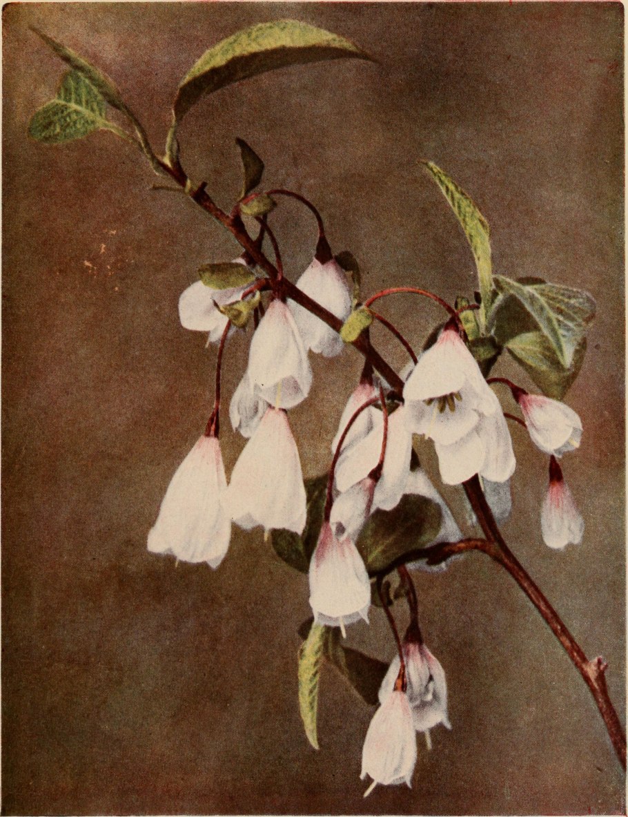 Лодхра (Symplocos racemosa)