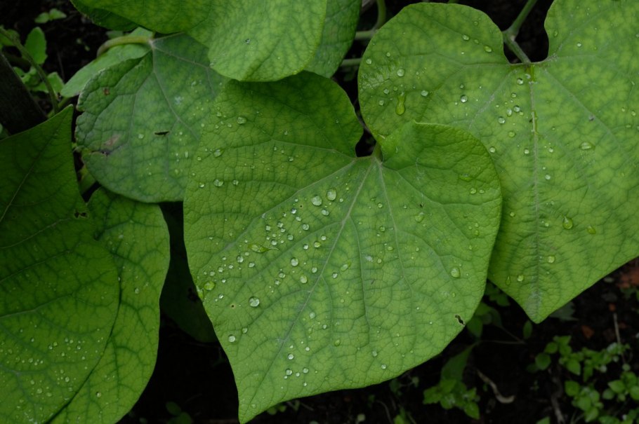 Аристолохия крупнолистная