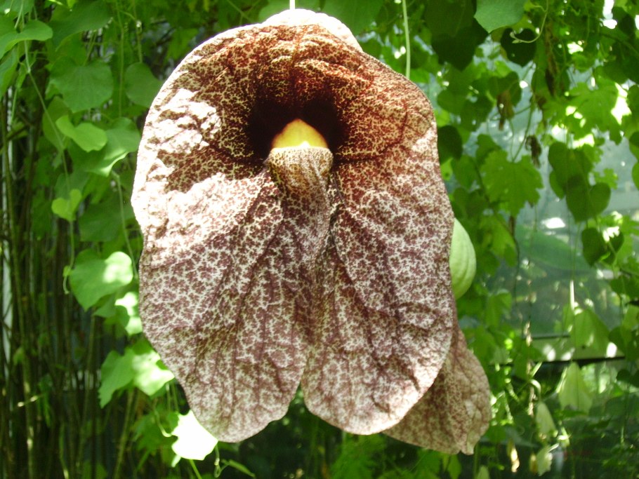 Кирказон маньчжурский Приморский край