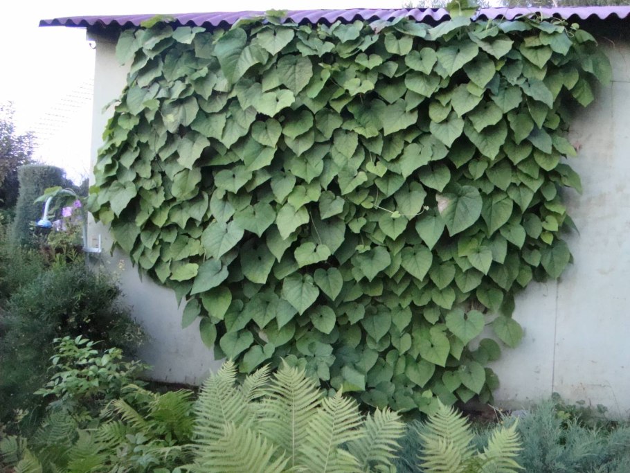 Кирказон аристолохия маньчжурская