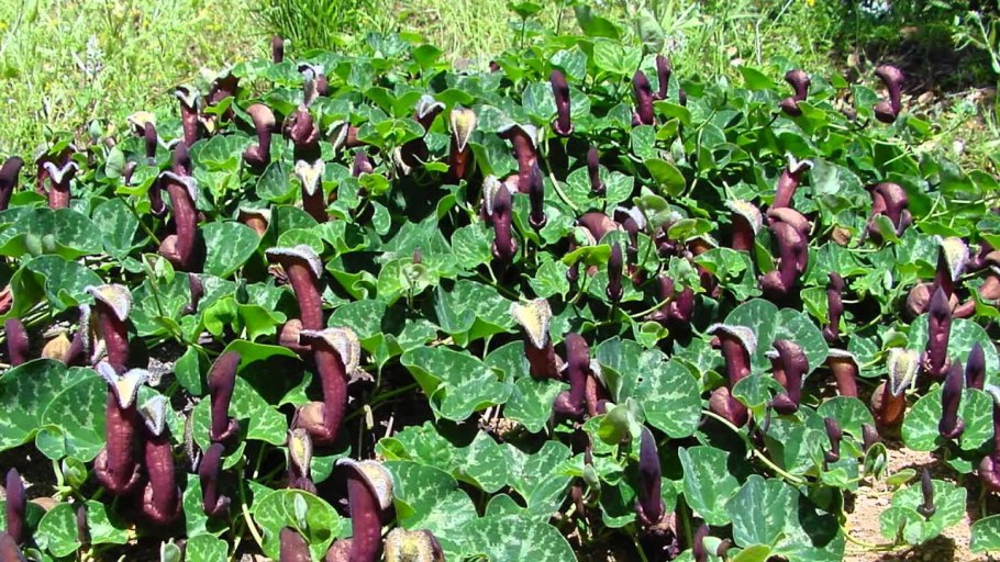 Кирказон аристолохия маньчжурская