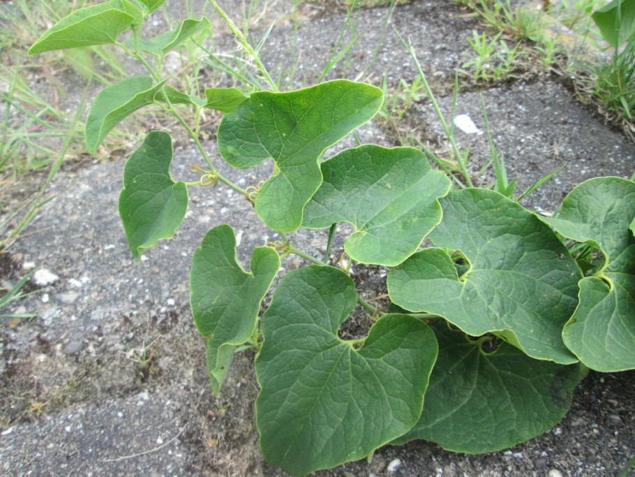 Аристолохия крупнолистная