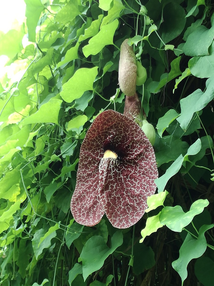 Кирказон крупнолистный