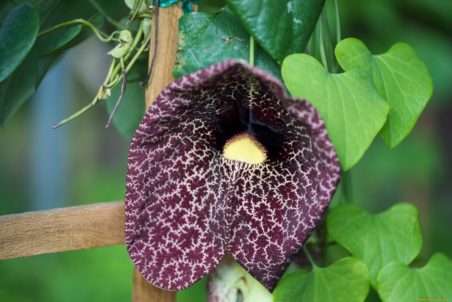 Кирказон маньчжурский (Aristolochia manshuriensis)