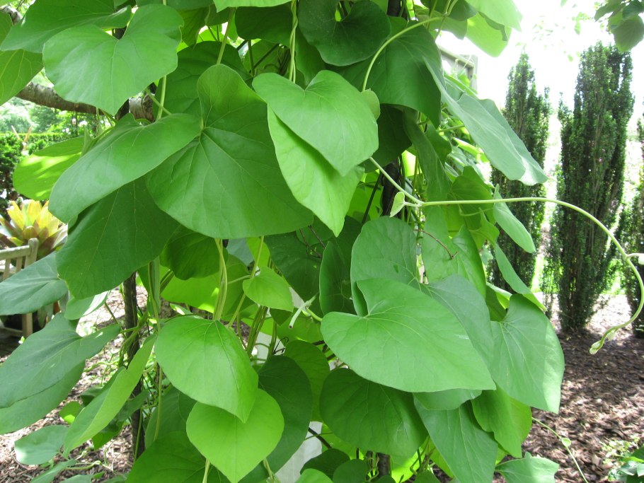 Aristolochia macrophylla