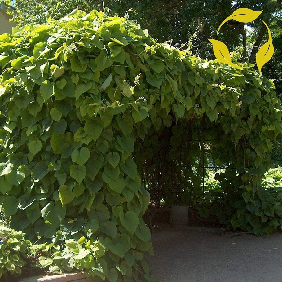 Растение аристолохия кирказон