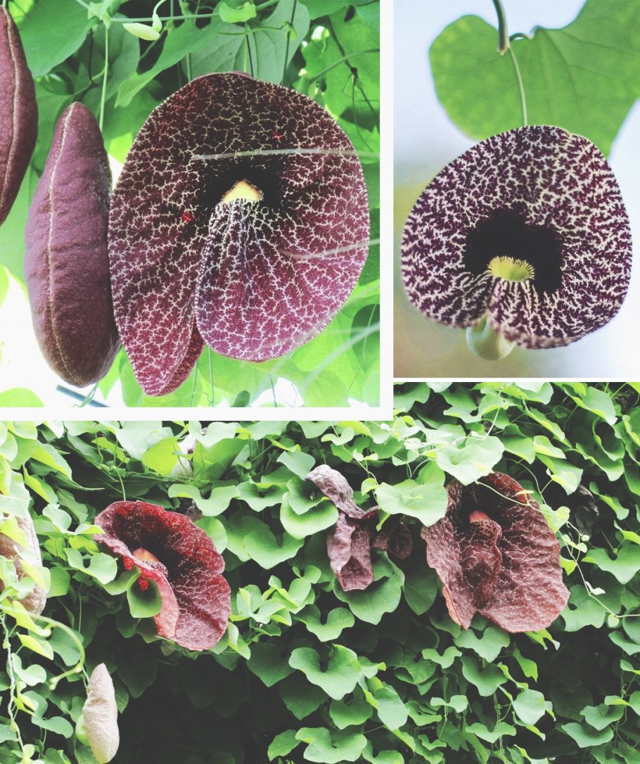 Кирказон крупнолистный