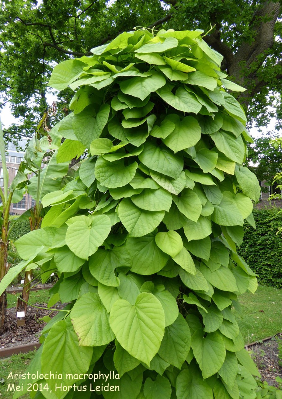 Кирказон аристолохия маньчжурская