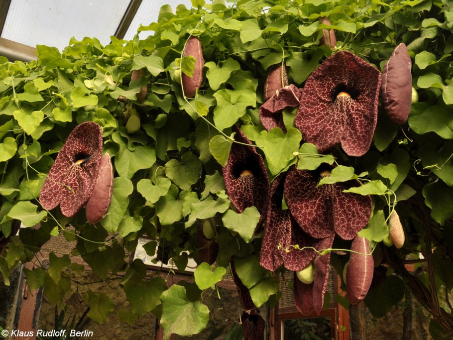 Кирказон аристолохия маньчжурская