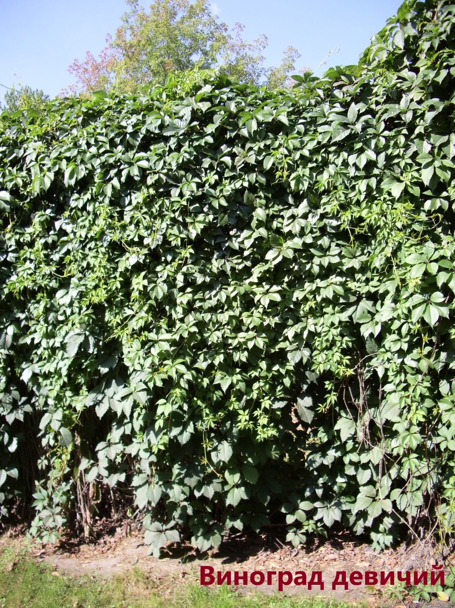 Девичий виноград пятилисточковый куст