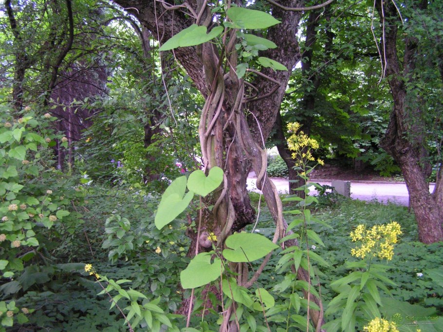 Кирказон зелёное сердце маньчжурский