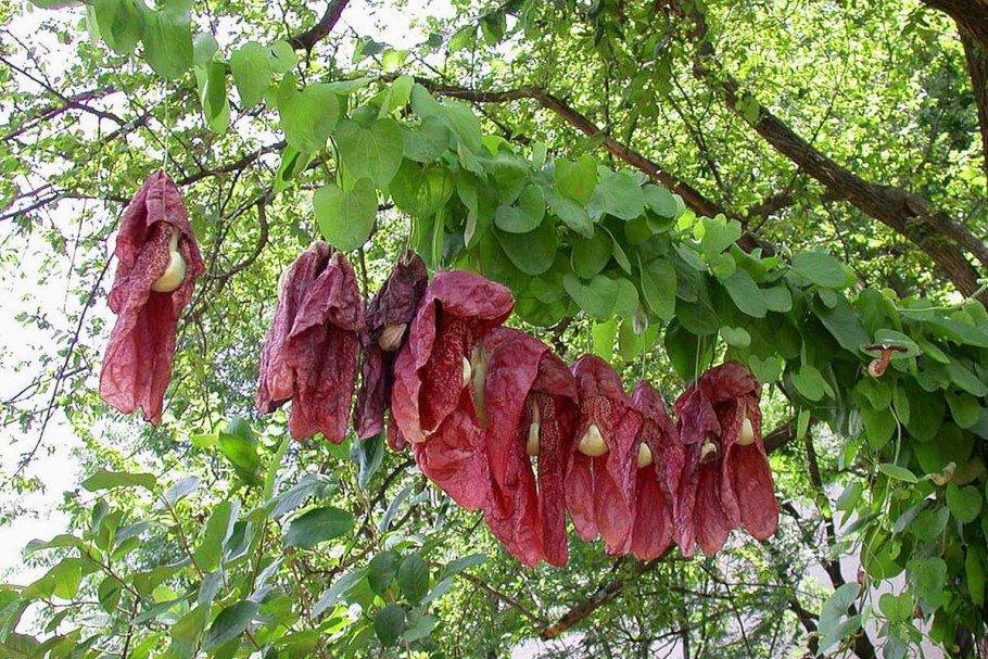 Лиана кирказон маньчжурский