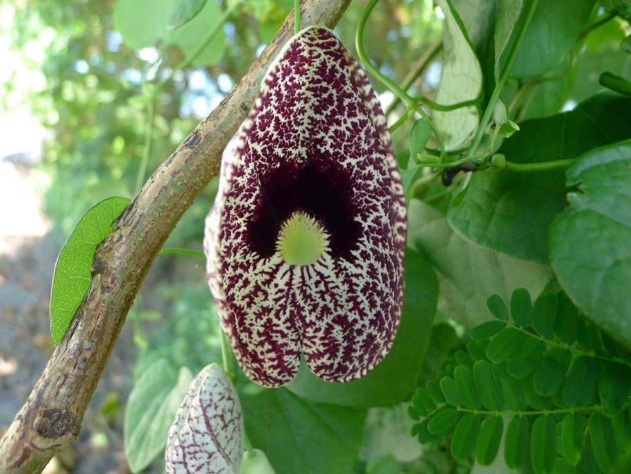 Лиана кирказон