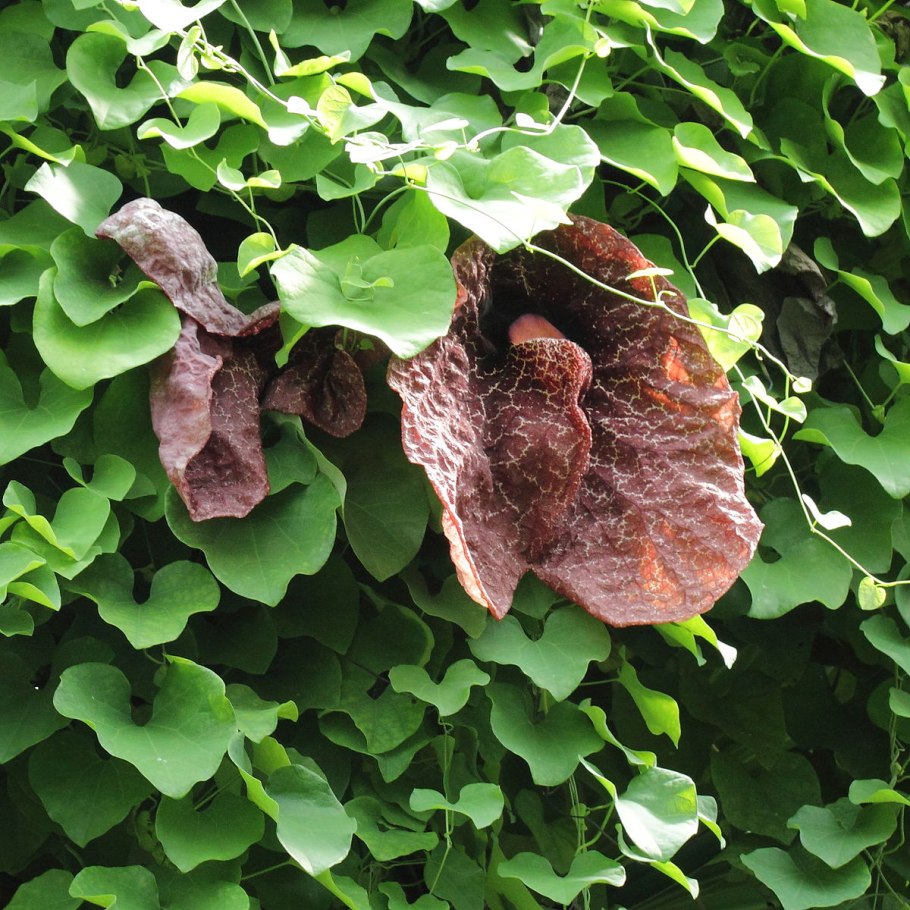 Кирказон в Сибири