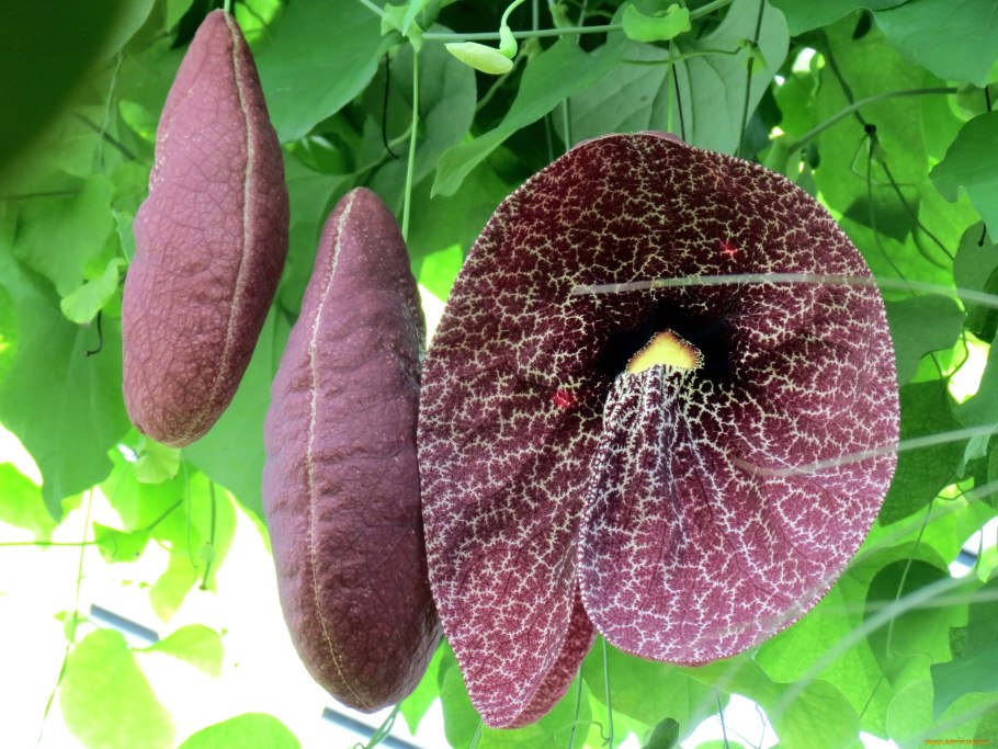 Лиана кирказон маньчжурский