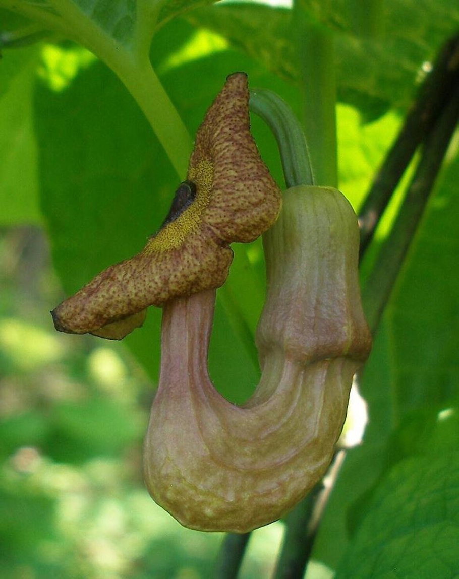 Аристолохия гигантея