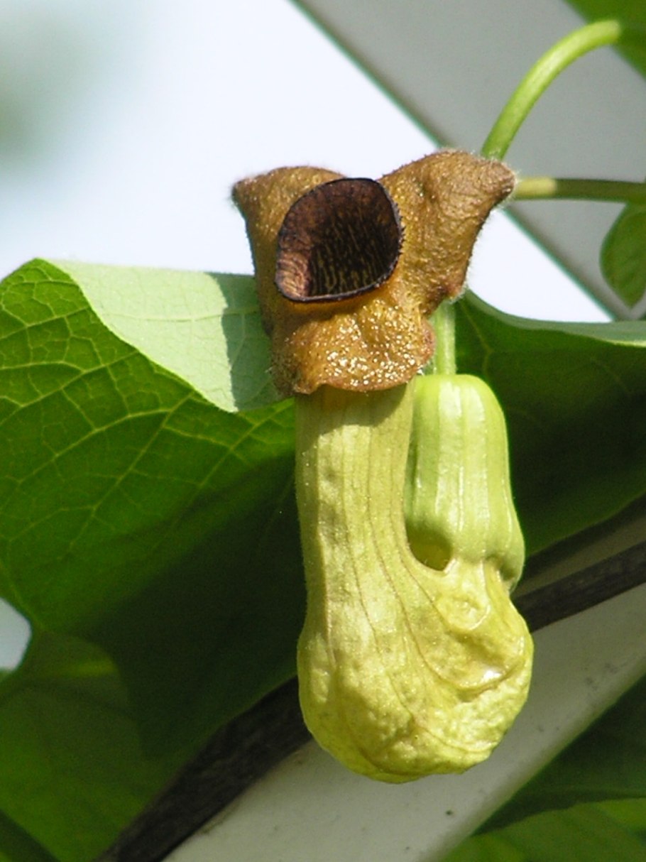 Кирказон Лиана крупнолистный