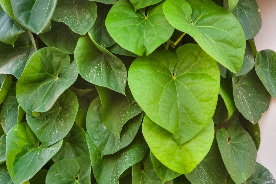 Аристолохия macrophylla