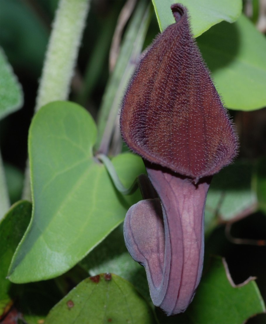 Aristolochia baetica