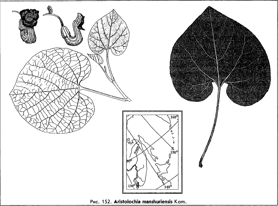 Кирказон маньчжурский (aristolochia manshuriensis)