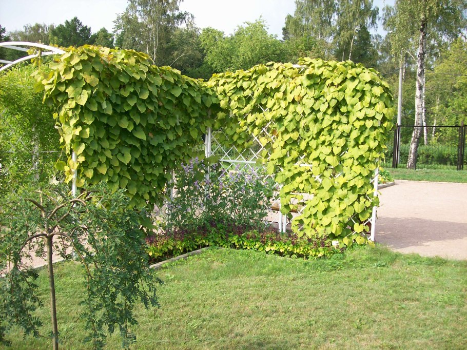 Кирказон древовидный