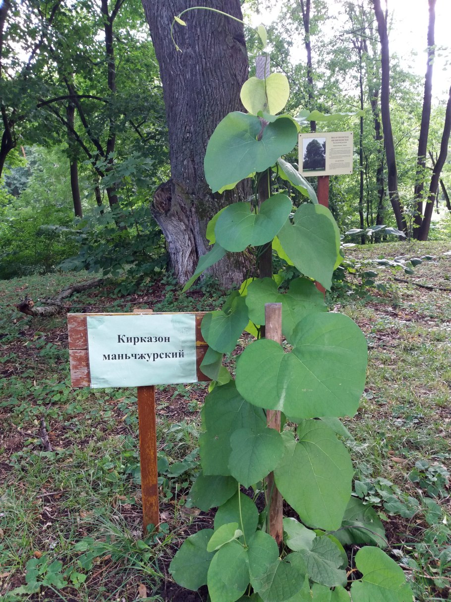 Кирказон лиана