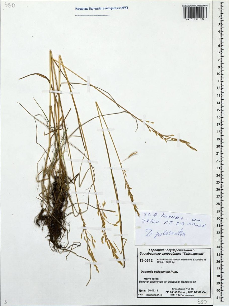 Арктополевица широколистная