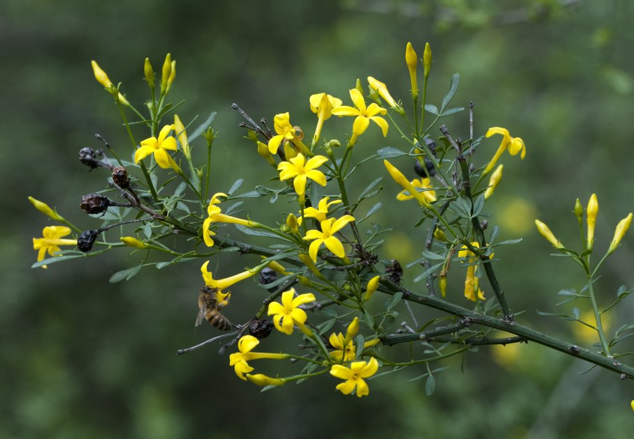 Растения тундры Таймыра