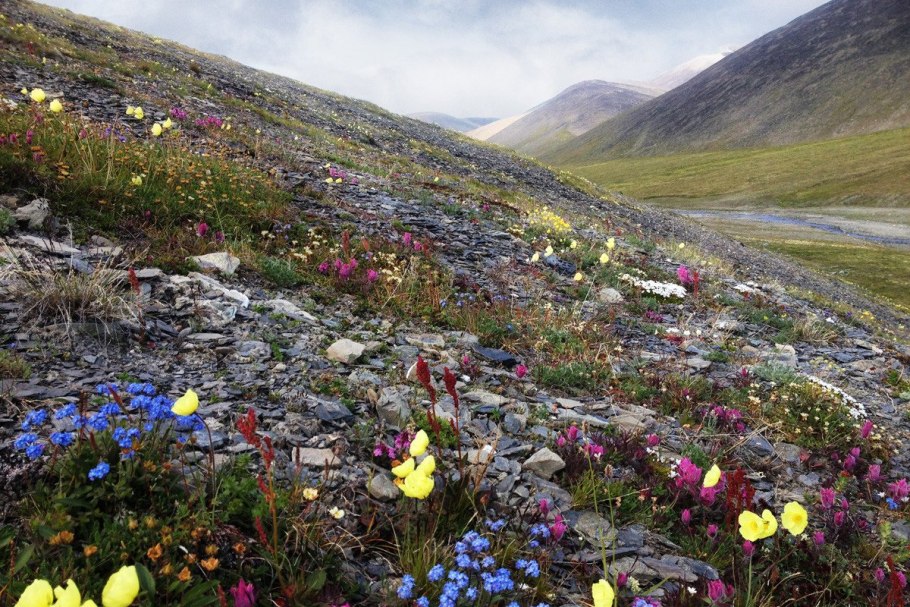 Тундры на полуострове Таймыр