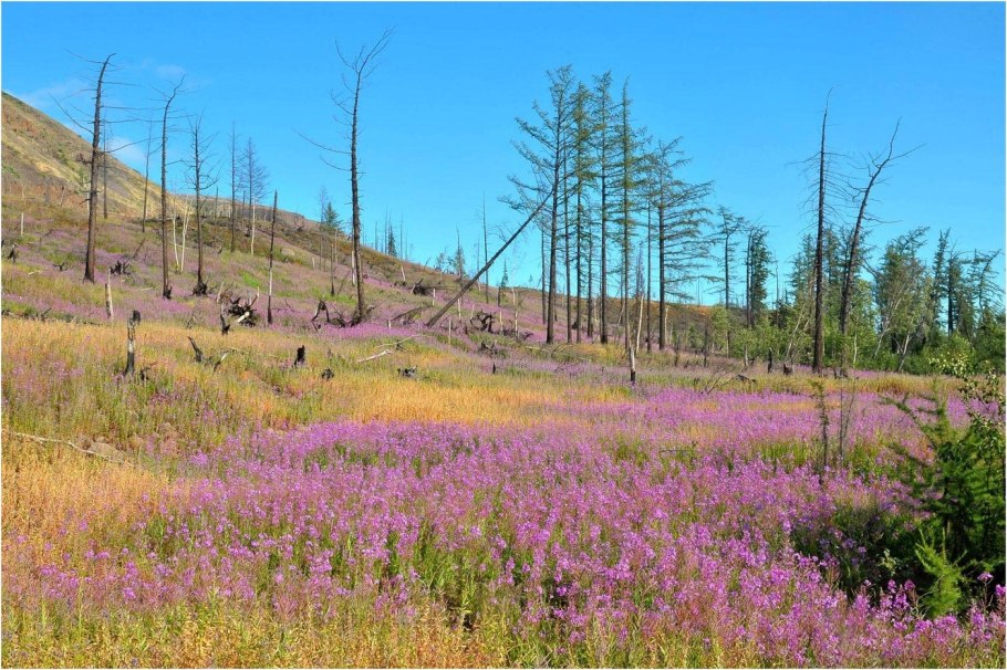 Растения Кольского полуострова названия