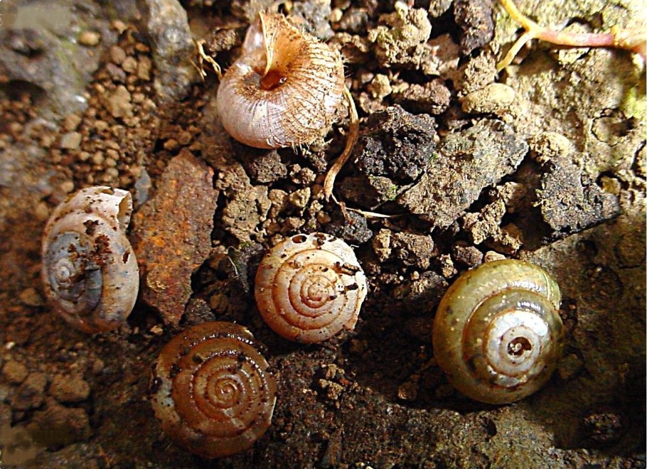 Даурская лиственница в Таймырском заповеднике