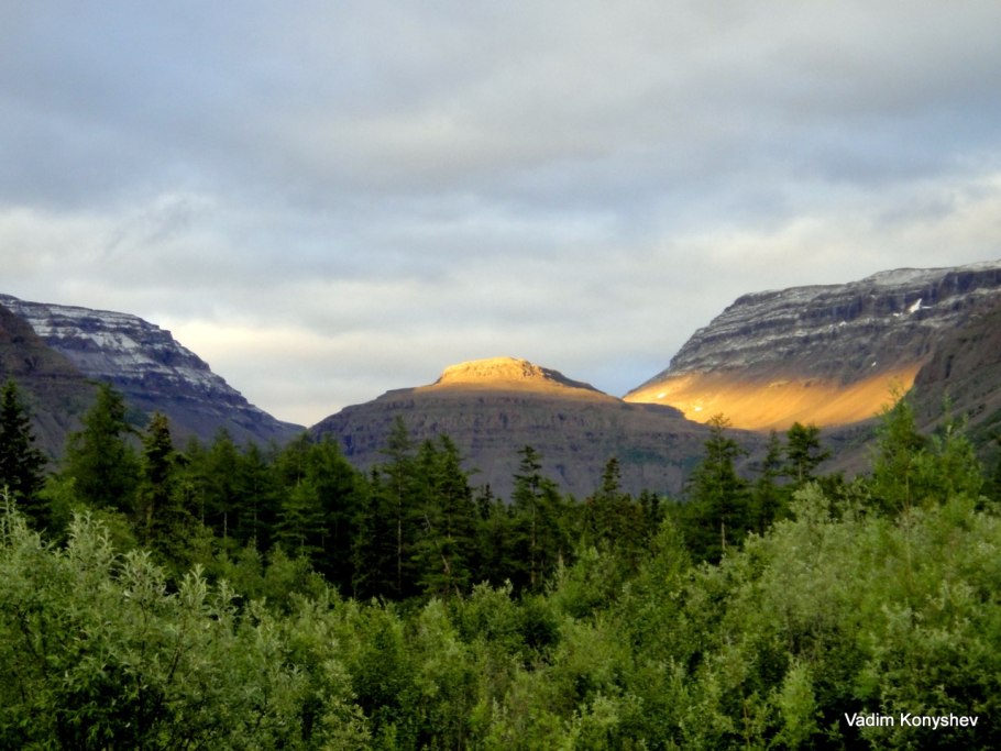 Тайга Таймыр